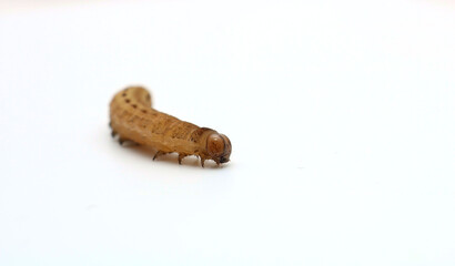 Large Yellow Underwing moth caterpillar. Scientific name Noctua pronuba. Caterpiller, isolated on a white background. Image is head on to the insect. Could be used to identify insect. 