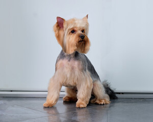 a Yorkshire Terrier sits on a tile floor in front of a door