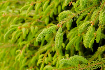 Detail of fir tree branch in forest.Young green shoots of spruce in the spring. Spruce branches as a green background. Young growing fir tree branches. nature background