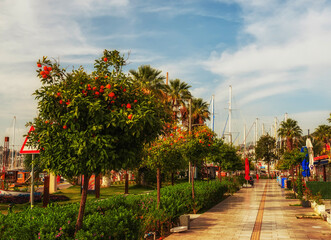 Embankment and marina with flowering orange trees. Bodrum. Turkey. deserted streets during quarantine and lockdown.