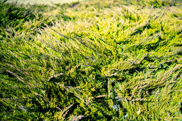 low evergreen plants in the forest, early spring