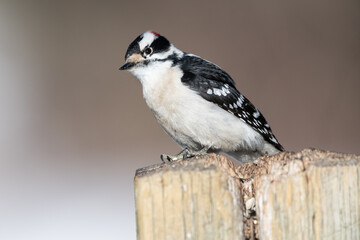 Downy woodpecker (Picoides pubescens) on a fence post Calgary, The Weaselhead, Alberta, Canada