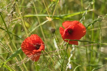 dwa czerwone kwiaty maków w gęstej wiosennej trawie