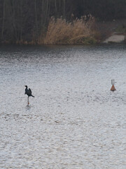 Kormoran im See