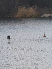 Kormoran im See