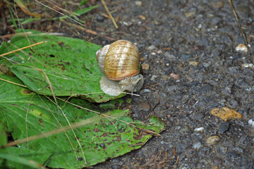 Gehäuseschnecke