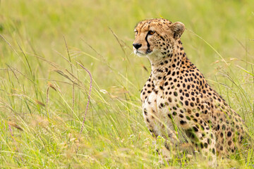 Cheetah Profile