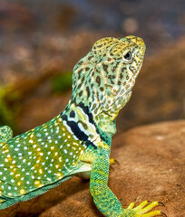 Close up of collared lizard