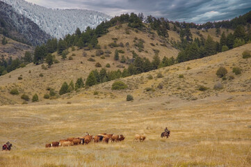 Cattle roundup in Montana foothills