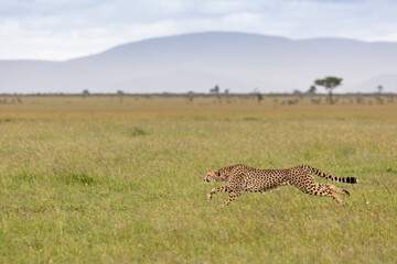 Cheetah chasing Prey