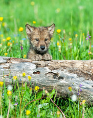 Baby gay wolf hiding behind log