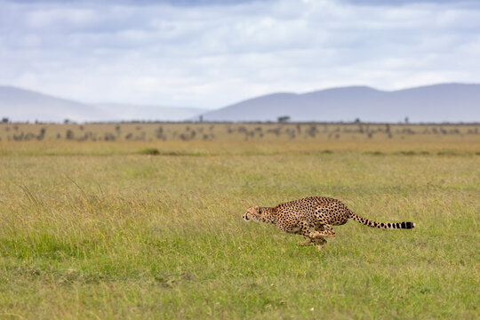 Cheetah Chasing Prey