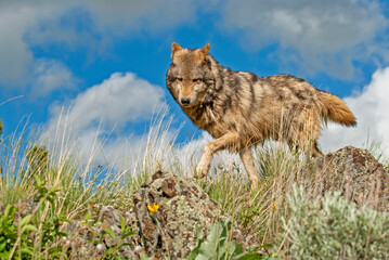 Timber wolf on Montana ridge