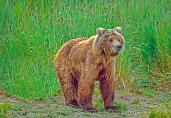 Obraz premium Female grizzly bear in Alaska