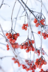 Winter frozen viburnum under the snow. Viburnum in the snow. Red berries. Wonderful winter. Hoarfrost