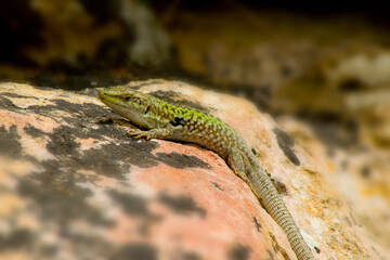 closeup of green lizard on top of pink rock