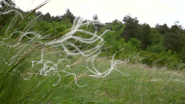 View of the feather grass or needle grass collectively known as spear grass on the Italian Monte Stena