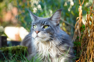 Un magnifique maine coon se repose couché au soleil