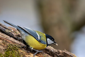 A black tit or also called coal tit at a feeding place at the Mönchbruch pond in a natural reserve in Hesse Germany. Looking for food in winter time.