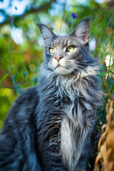 Un magnifique maine coon se repose assis au soleil