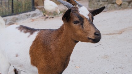 Adult red goat with horns in a meadow on a farm. Raising cattle on a ranch, pasture.