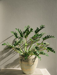 Philodendron xanadu botanical tropical house plant in beautiful green ceramic pot,cement wall background