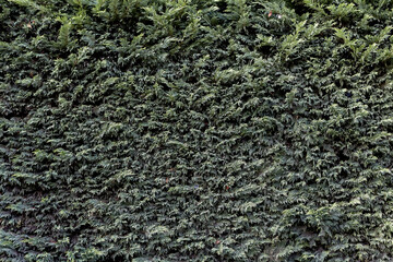 Faded texture of plant wall or hedge.