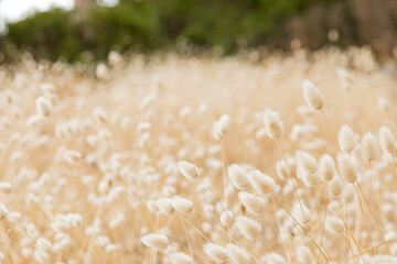 macro close up of wild grass seed in rural countryside