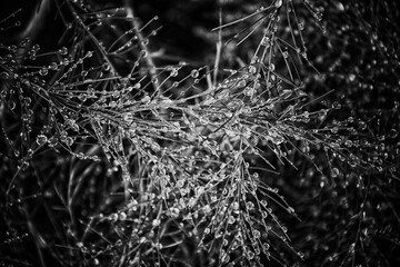 Black & White Dew