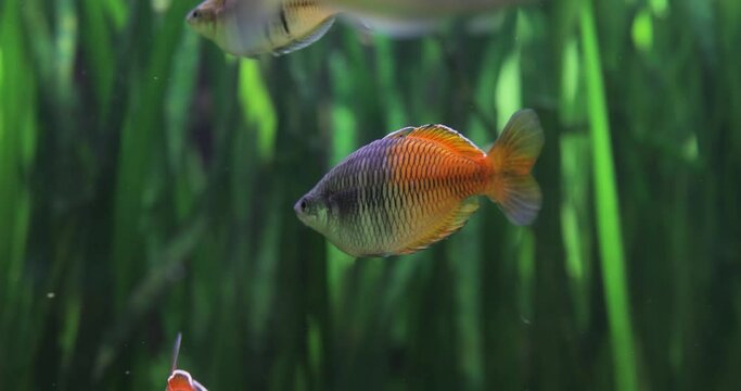 Boesemani rainbowfish (Melanotaenia boesemani), is a species of fish in the family Melanotaeniidae.