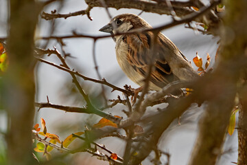 House sparrow, Haussperling (Passer domesticus)