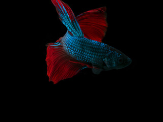 red ang blue betta fish