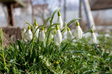 Obraz premium The first spring flowers of white snowdrops in the park. Snowdrops on last year's yellow foliage. Snowdrop flower close-up. Spring flowers.