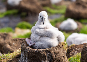 Black-browed Albatross chick happily sits on mud and grass nest