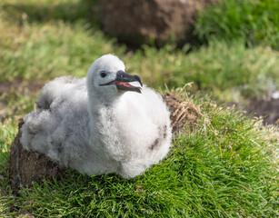 Fuzzy Grey Albatross Chick