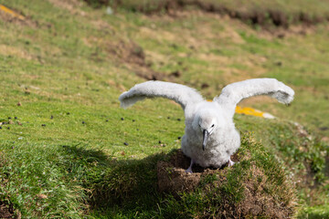 I think I can fly