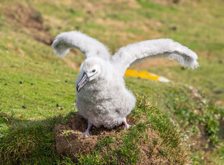 Trying out its wings