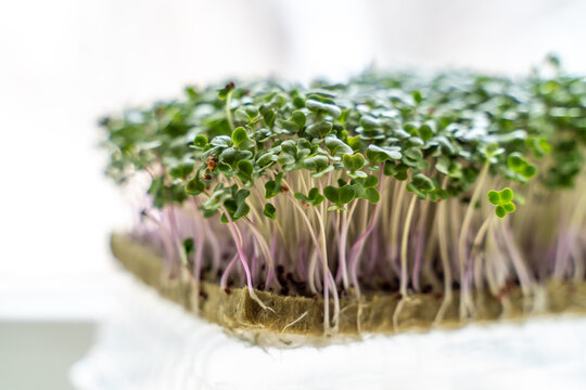 microgreen foliage background. Close-up of broccoli 6 days microgrin. Seed germination at home. The concept of vegan and healthy food.