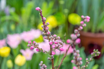 Bright summer flower bloomed in a botanical greenhouse