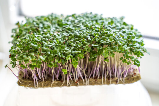 microgreen foliage background. Close-up of broccoli 6 days microgrin. Seed germination at home. The concept of vegan and healthy food.
