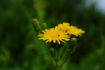 Sonchus arvensis. Perennial herbaceous plant. Used for salads, vinaigrette, soups, mashed potatoes,...