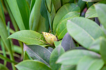 Bright summer flower bloomed in a botanical greenhouse