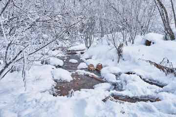 A mountain stream running in a snow-covered forest. Elbrus region, Russia.