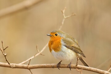 Ein Rotkehlchen sitzt im Frühling auf einem Ast vor sanft warmen Hintergrund, erithacus rubecula