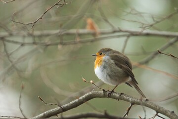 Ein Rotkehlchen sitzt verträumt auf einem Ast bei trüben Wetter, erithacus rubecula