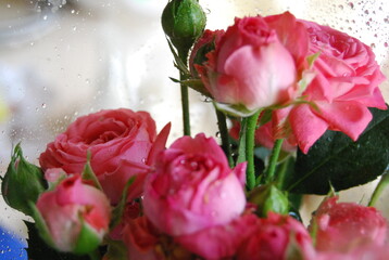 rose roses with water drops