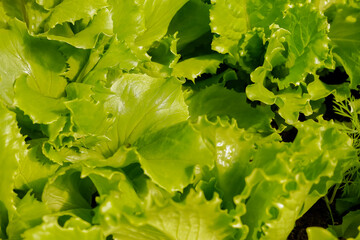 Fresh green Lettuce salad background.Raw organic green oak lettuce. vitamin, sweet taste, delicious for salad. Food and vegetable concept.