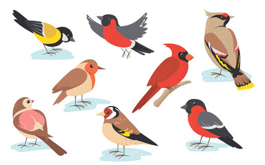 Obraz na płótnie Canvas Snowy time winter birds flying or holding branch. Colorful bullfinch, sparrow, tit, thrush set isolated on white. Vector illustration for nature, wildlife, snow season concept