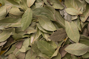 Dry leaves bay leaf background. Top view.