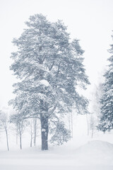 Evergreen trees in snowstorm